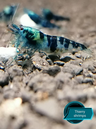 aquariophile thierry-Shrimp