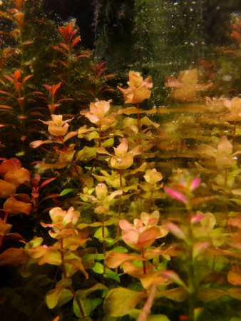 rotala macrandra 'mini caterpillar'