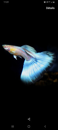 aquariophile AquaNami