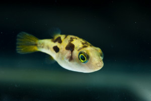 aquariophile julien-costa