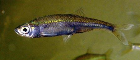 leucaspius delineatus