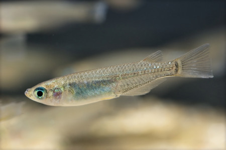 oryzias latipes