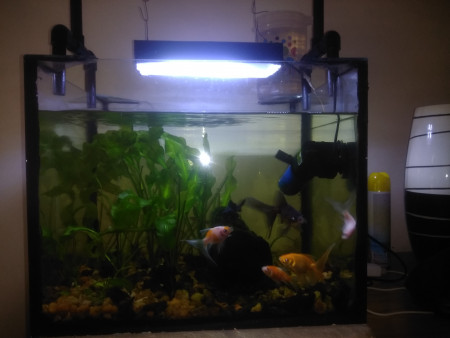 aquariophile Mistercom