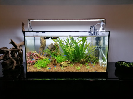 aquariophile Smallfishtank