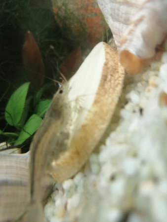 aquariophile bridelle-nicolas
