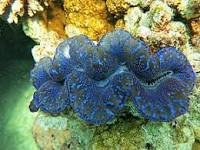 tridacna