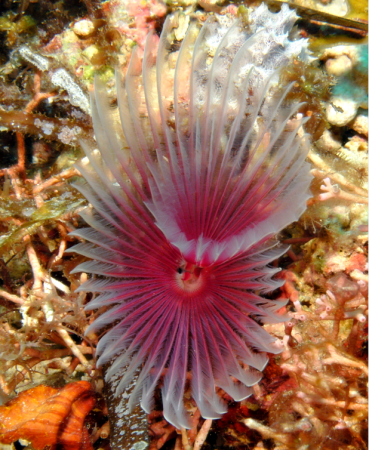 sabellastarte magnifica