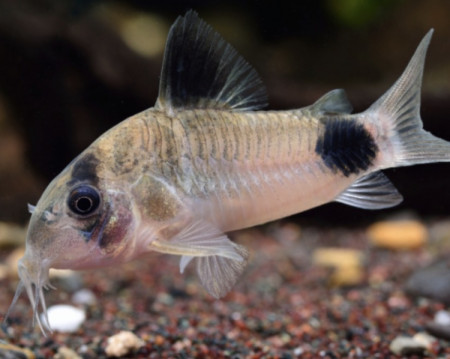 aquariophile Lecorydorasdu69