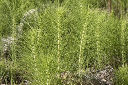 equisetum palustre