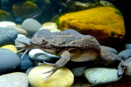 xenopus laevis