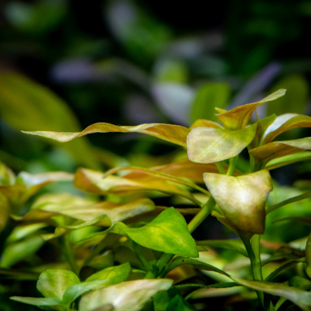 ludwigia sp. atlantis