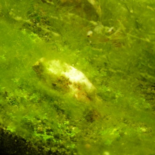 iwagumi algues