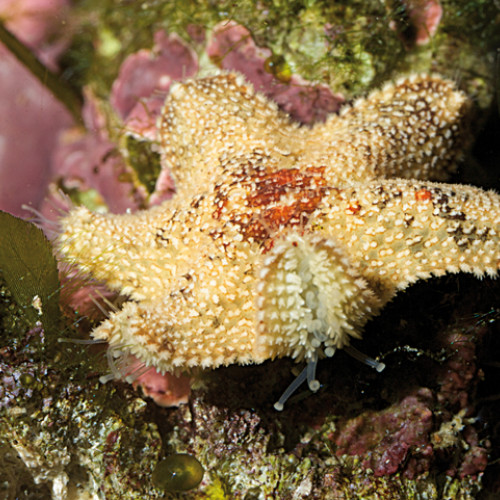 nano aquarium mer asterina burtoni