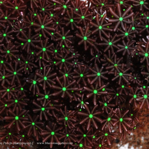 Nano aquarium knopia
