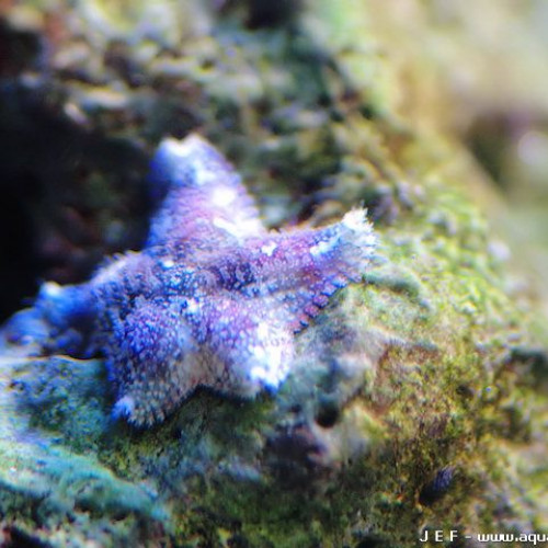 Nano aquarium étoile de mer