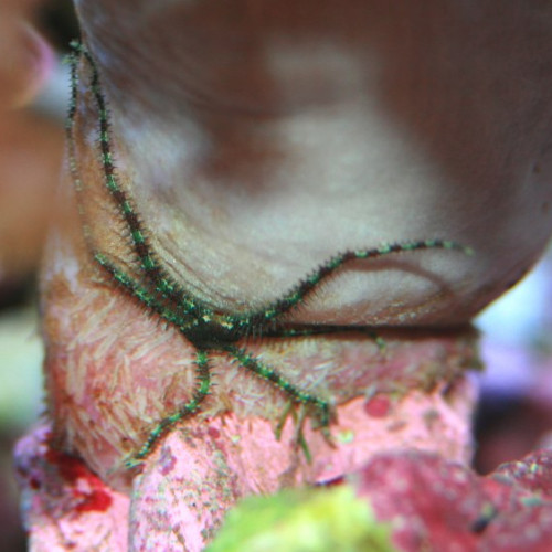 Nano aquarium ophiolepis superba