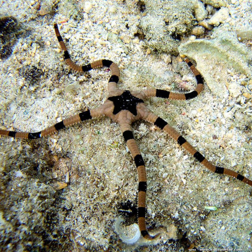 Nano aquarium ophiolepis superba