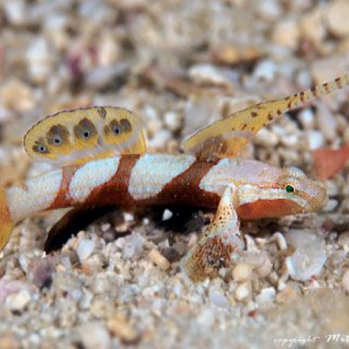 Nano aquarium discordipinna filamentosa