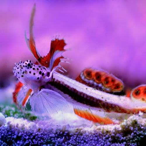 Quels poissons pour un nano-aquarium original et responsable ?