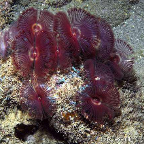 Nano aquarium anamobaea orstedii