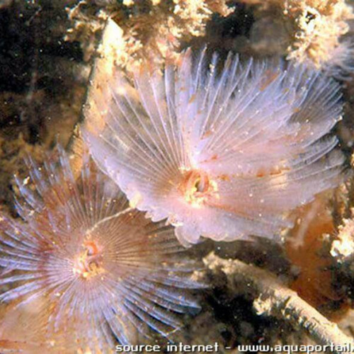 Nano aquarium sabella pavonina