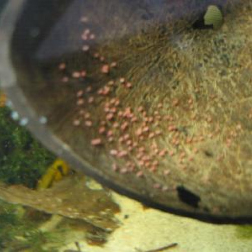 poisson reproduction Apistogramma Cacatuoides