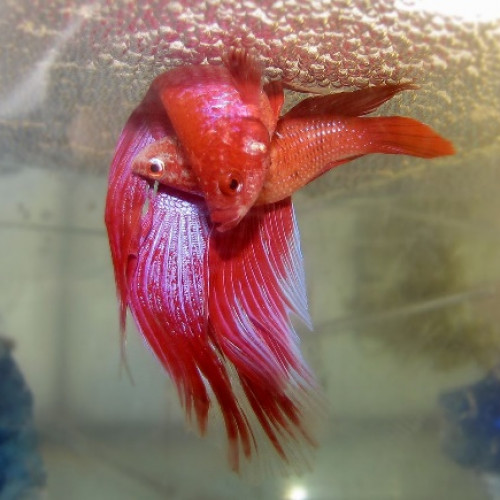 poisson reproduction Accouplement de Betta Splendens