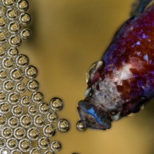 poisson reproduction Combattant fabriquant son nid