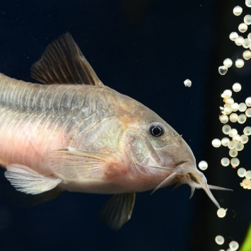 poisson reproduction ponte corydoras aeneus