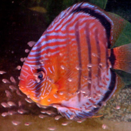 poisson reproduction discus vert téfé