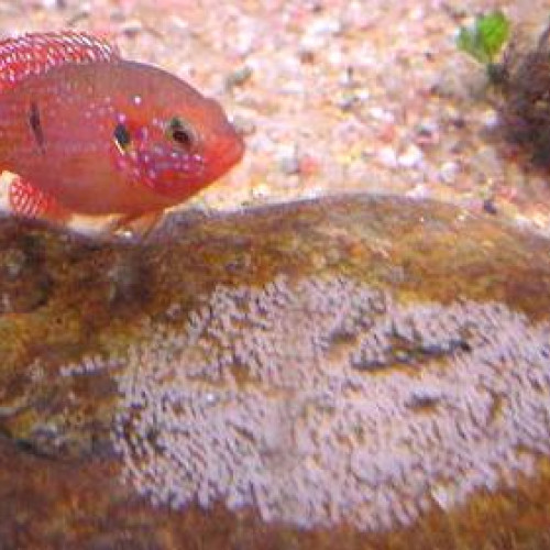 poisson reproduction hemichromis guttatus