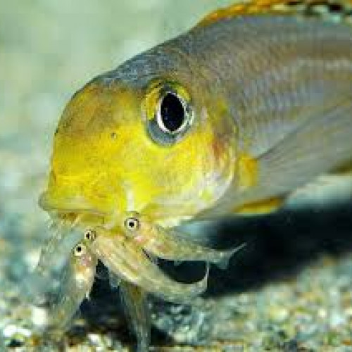 poisson reproduction incubateur buccal
