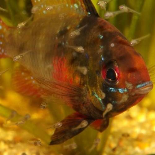 poisson reproduction Ramirezi surveillant ses petits