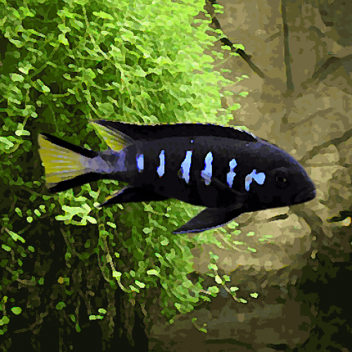 Pseudotropheus elongatus chewere (environ 12 cm)