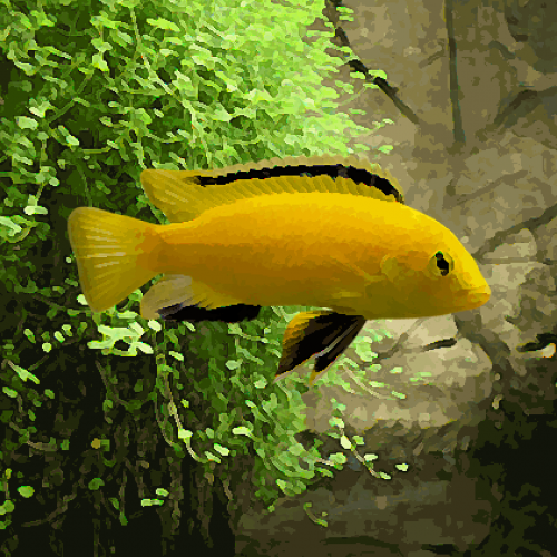 Labidochromis yellow kakusa (environ 5 cm)