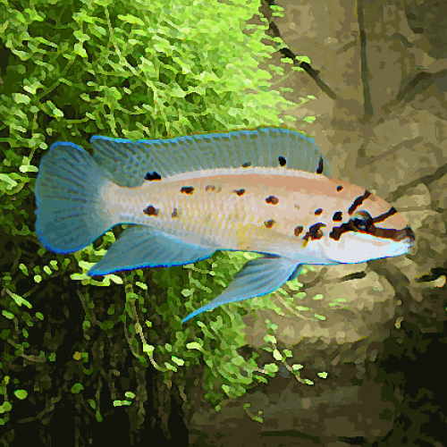 Chalinochromis sp. ndobhoi (4 à 6 cm)