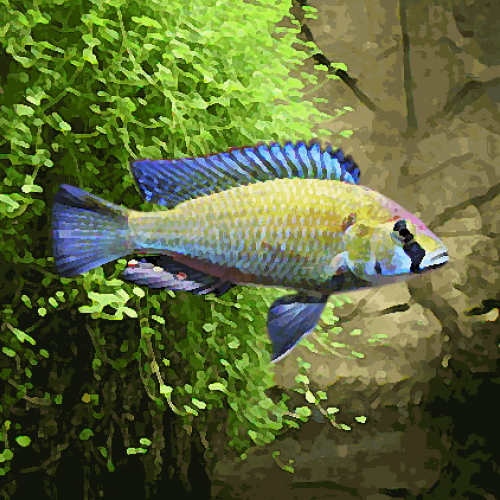 Haplochromis astatotilapia burtoni (environ 5 cm)