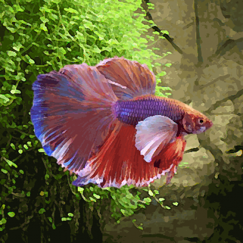 Betta male elephant (environ 6 cm)