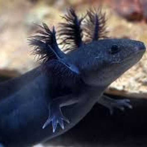 recherche d’axolotl mélanique noir