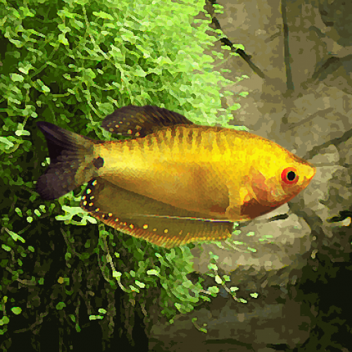 Gourami gold (environ 6 cm)