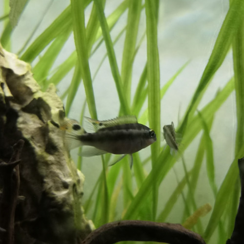 Dons jeunes pelmato (Pelvicachromis pulcher)