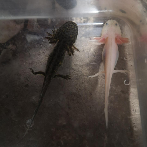 Axolotl classiques