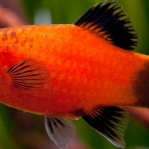 Platy