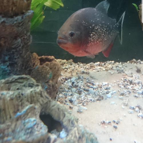 Piranha pygocentrus/ serassalmus nattereri