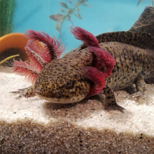 Bébé Axolotls à vendre