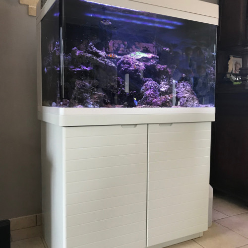 Aquarium récifal