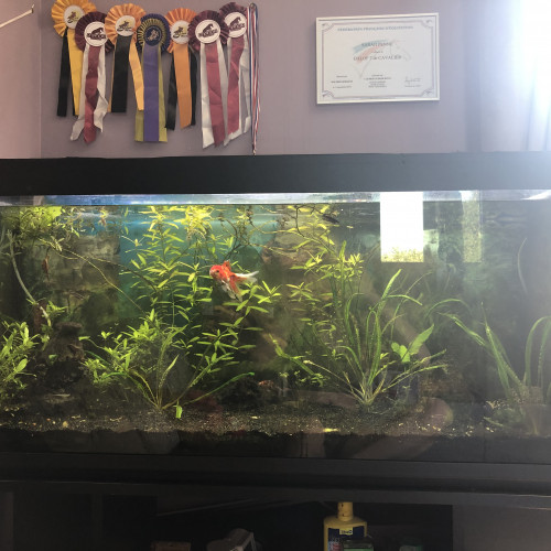 Aquarium 250L à vendre