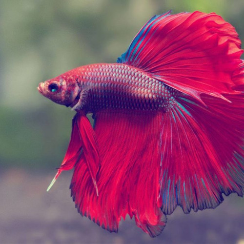 BETTA SPLENDENS