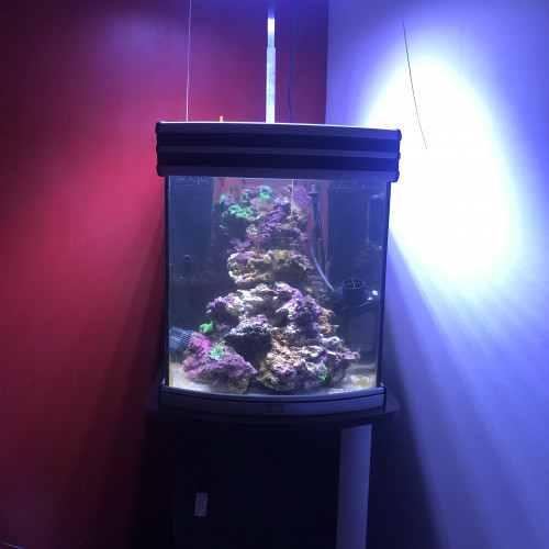 Aquarium marin complet avec pierres