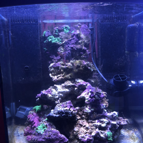Aquarium marin complet avec pierres